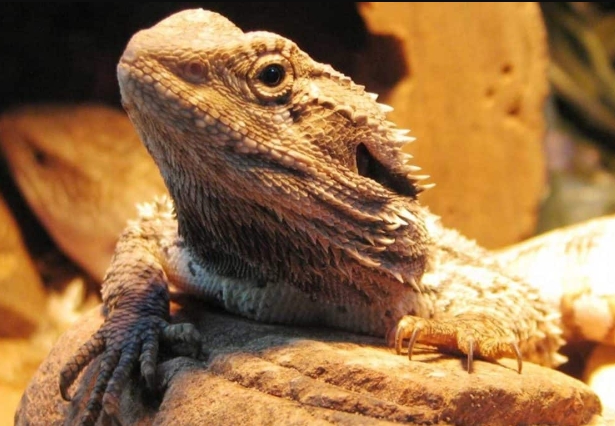 Bearded Dragon Bearded Dragon
