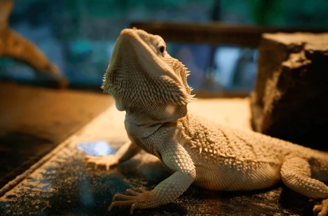 Bearded dragon lighting Bearded dragon lighting