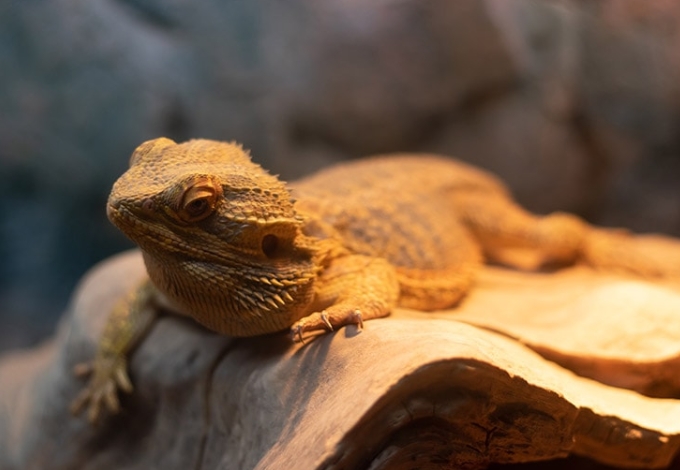 Bearded dragon lighting Bearded dragon lighting
