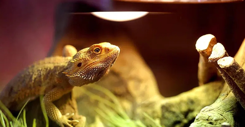 Bearded dragon lighting Bearded dragon lighting