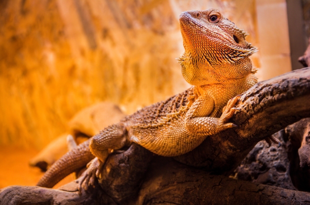 Bearded dragon lighting Bearded dragon lighting