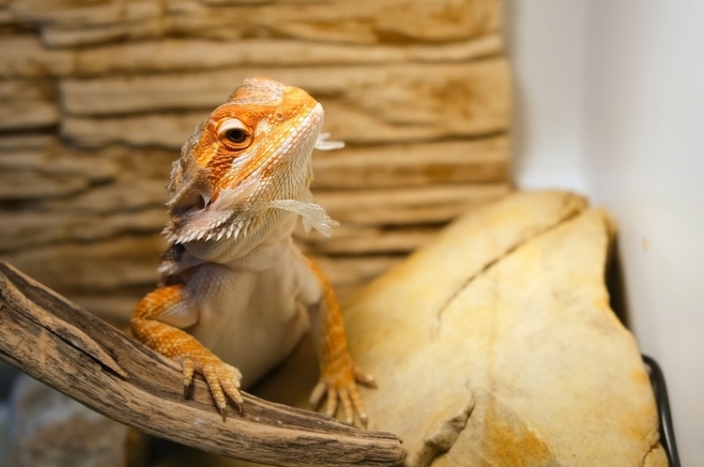 Bearded dragon lighting Bearded dragon lighting