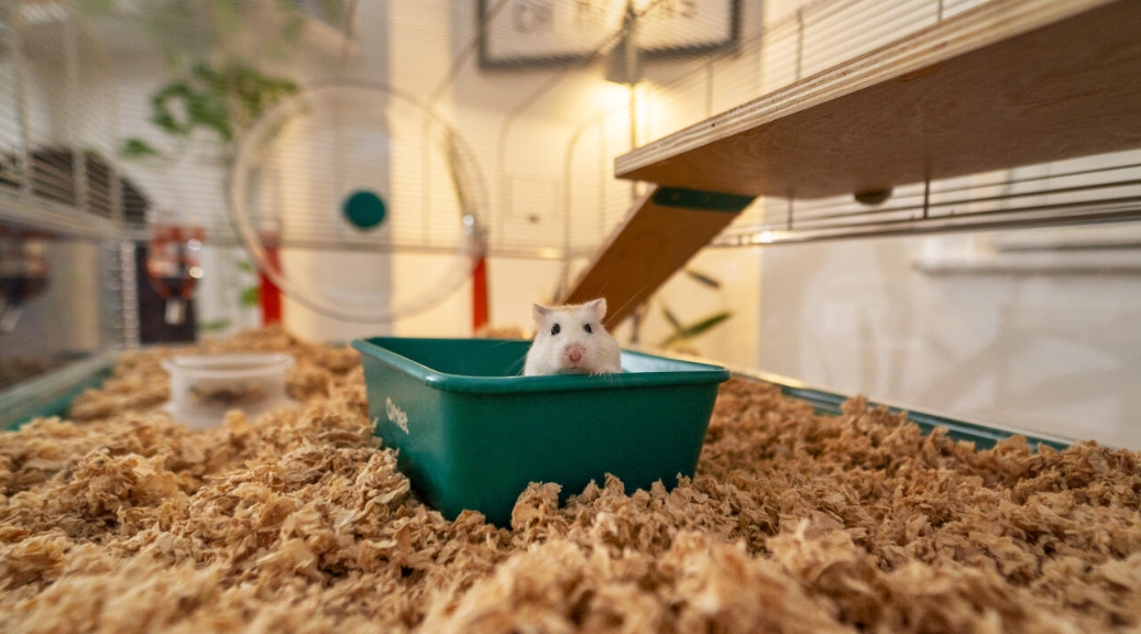 hamster cage