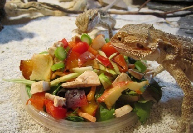 Bearded Dragon Eat Fruits Bearded Dragon Eat Fruits