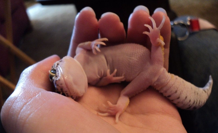 leopard gecko