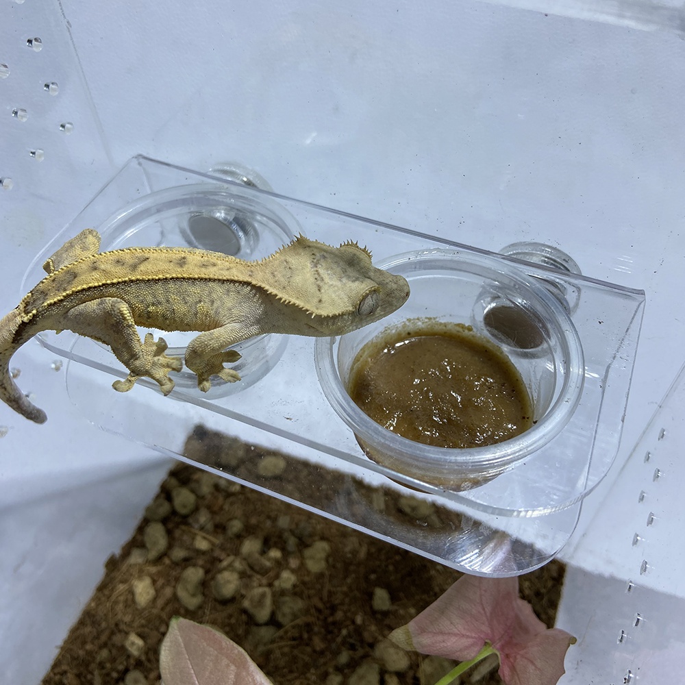 Magnetic Suction Acrylic Reptile Gecko Feeding with 20 Cups Ledge Fruit Paste Food Water Cup Bowl Holder Feeder