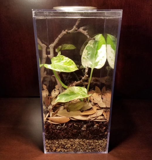 praying mantis enclosure