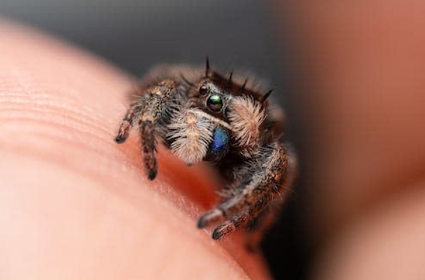 jumping spider