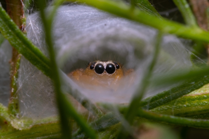 Jumping spiders use silk to make hammocks