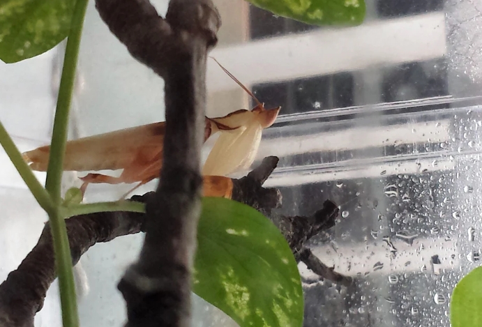 praying mantis enclosure