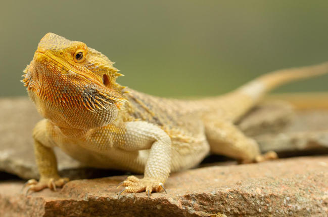Bearded Dragon