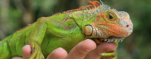 For Reptile