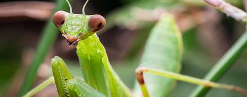 For Insect