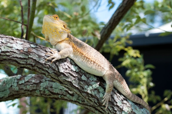 bearded dragon