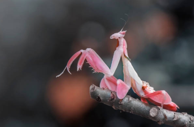 Pray mantis