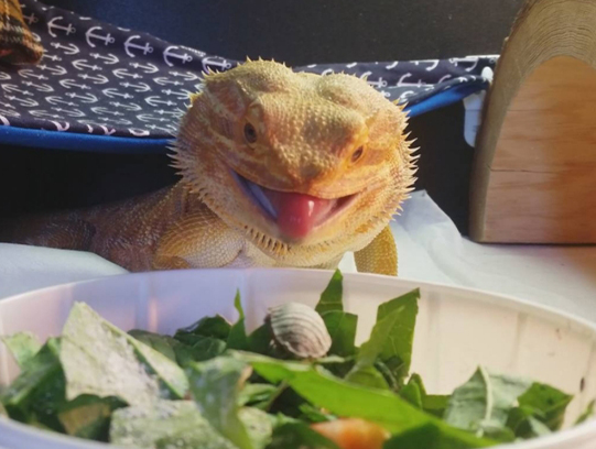 Complete Bearded Dragon Diet Guide (2025 Update)
