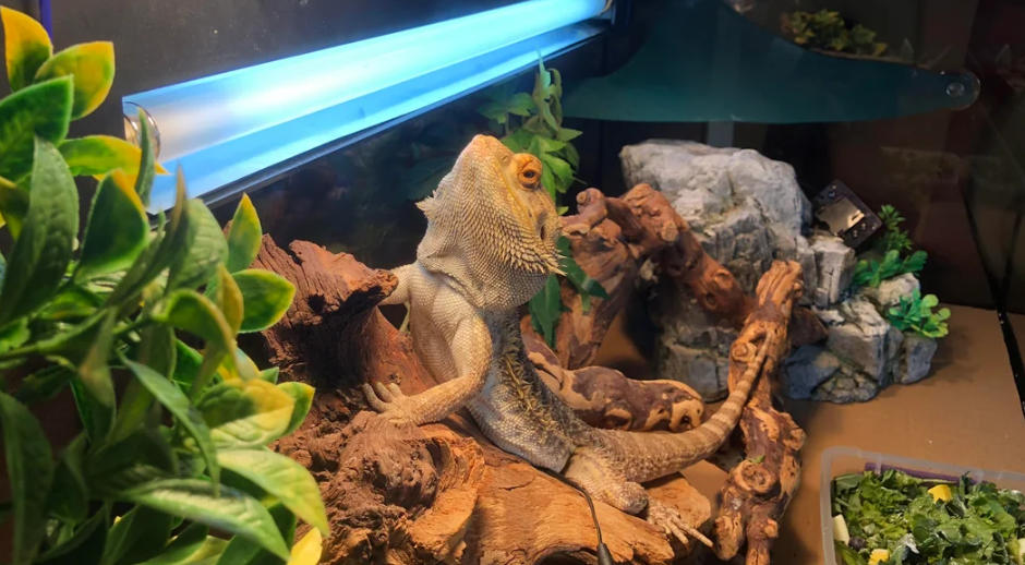 UVB Lighting for Bearded Dragons