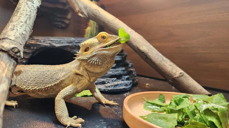 bearded dragon eating vegetables