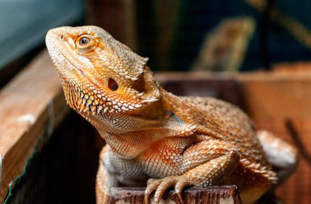 Bearded Dragon