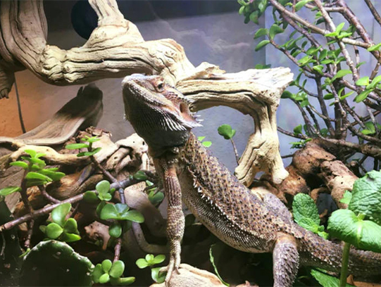 Bearded Dragon Enclosure Tips – Where Should Yours Live?