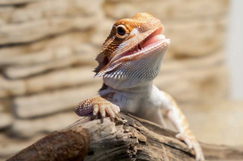 baby bearded dragon