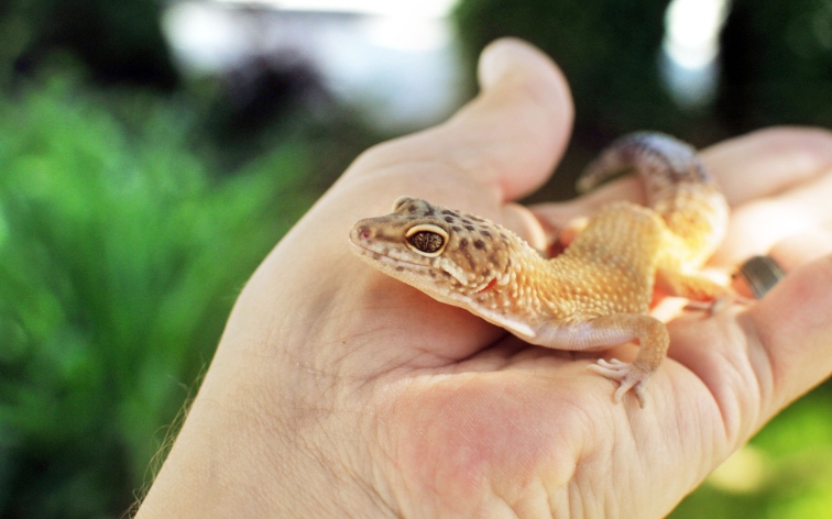 leopard gecko