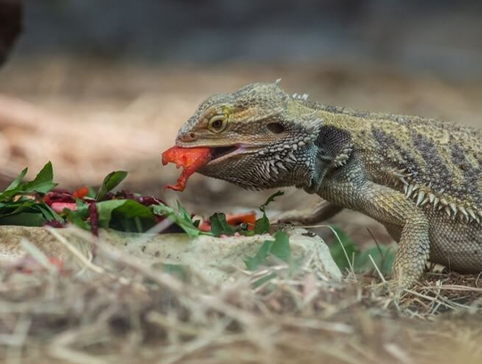 What Fruits Can Bearded Dragons Eat?