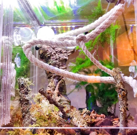 jumping spider enclosure