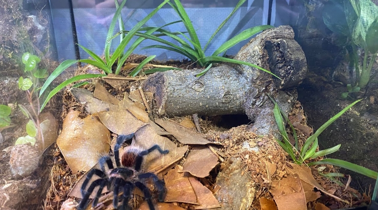 tarantula enclosure