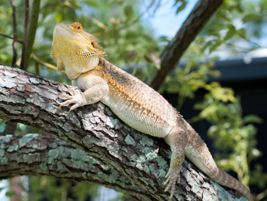 What Size Enclosure Does Your Bearded Dragon Need?
