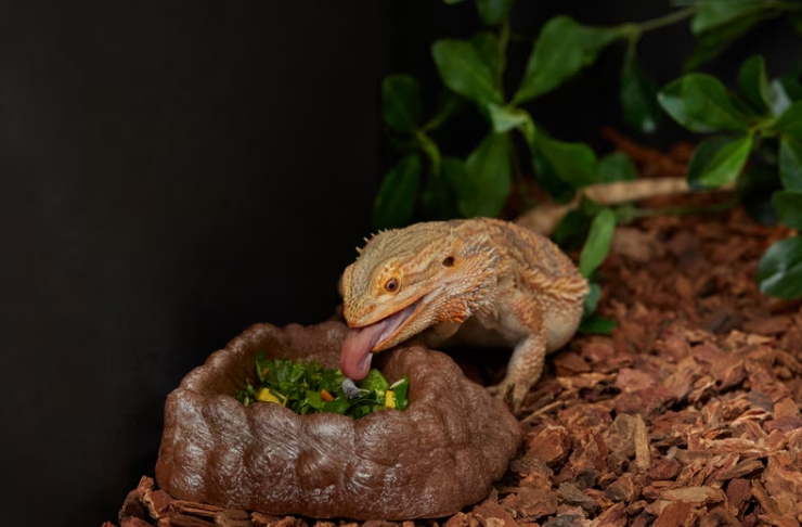 Bearded Dragon Hydrated