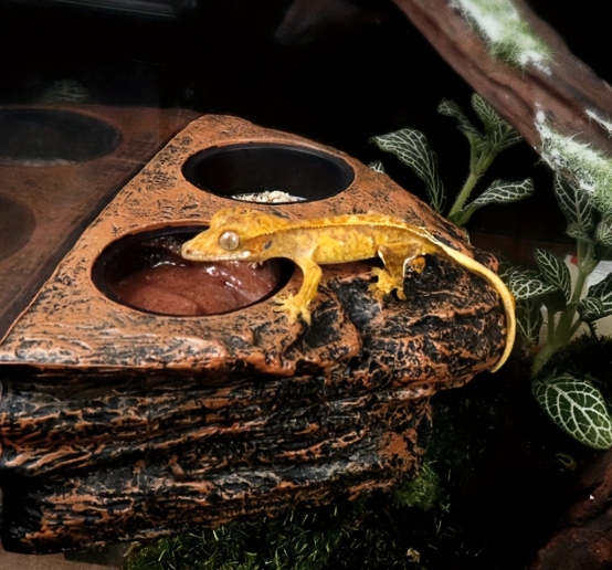 bearded dragon drinking from water bowl