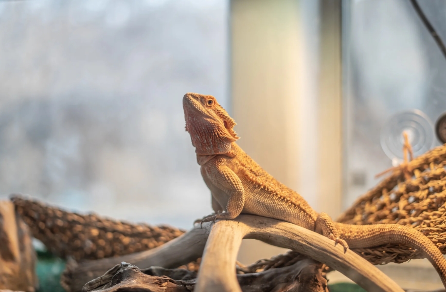 baby bearded dragon enclosure