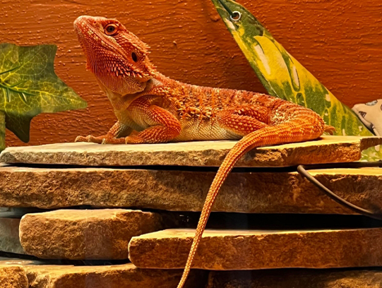 What Temperature Should A Bearded Dragons Enclosure Be