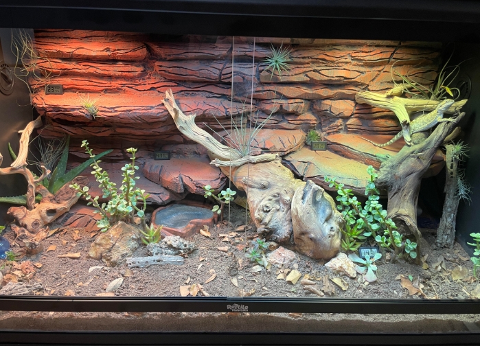 Bioactive Bearded Dragon Enclosure