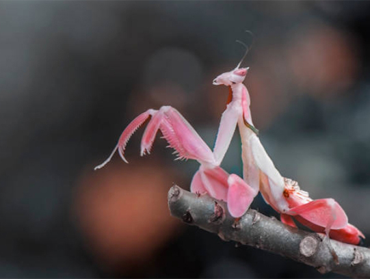 How to Set Up a Praying Mantis Habitat: Enclosure Size, Care, and Feeding Guide