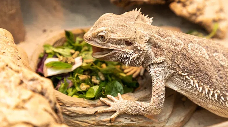 bearded dragon eating salad