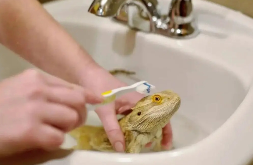 Bath Bearded Dragon