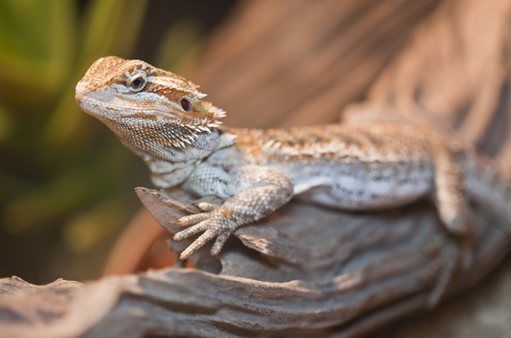 baby bearded dragon