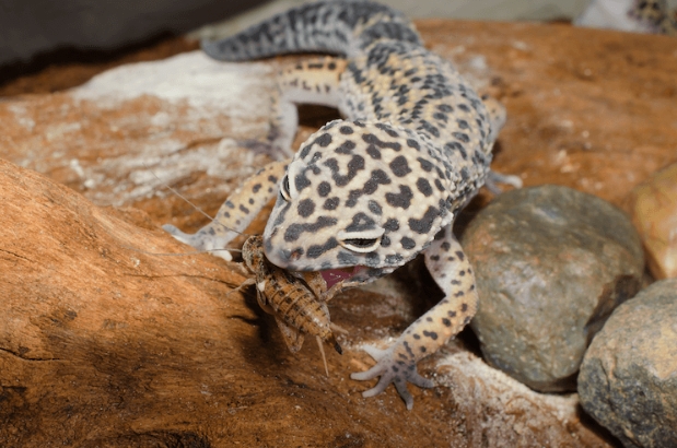 leopard gecko