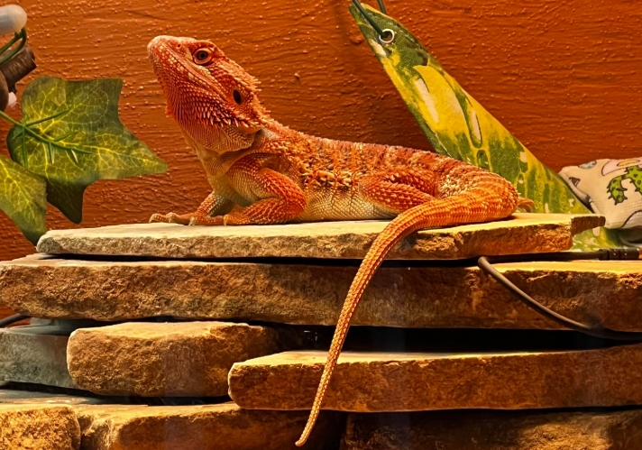 Bearded Dragon