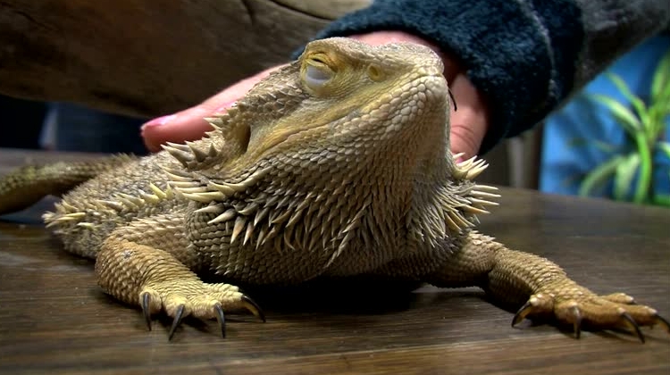 bearded dragon