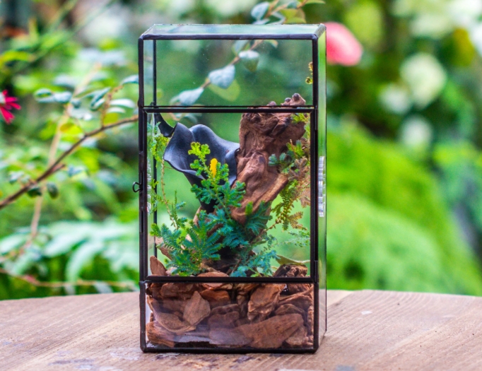 praying mantis enclosure