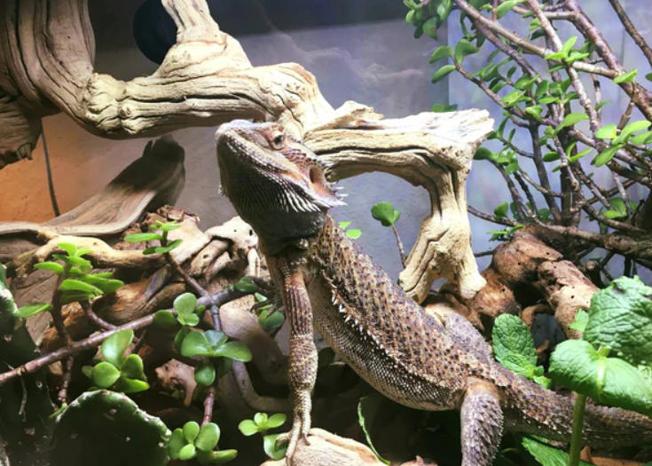 bearded dragon enclosure bearded dragon enclosure