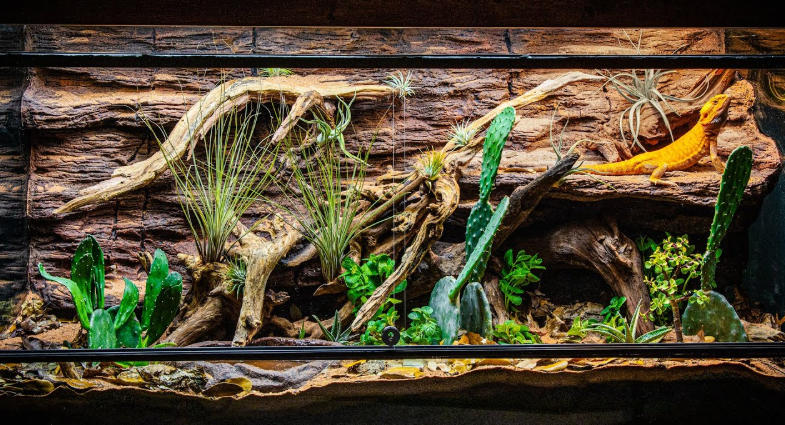 bearded dragon enclosure bearded dragon enclosure
