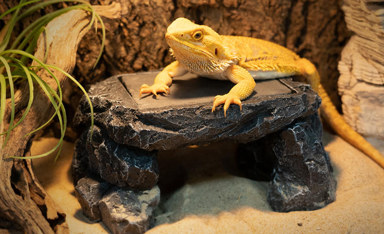 bearded dragon enclosure bearded dragon enclosure