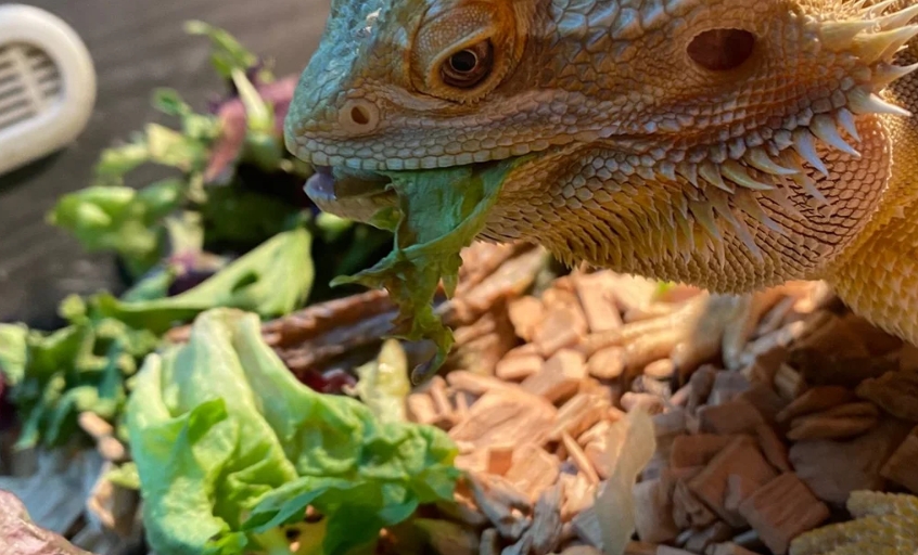 bearded dragon eating vegetables