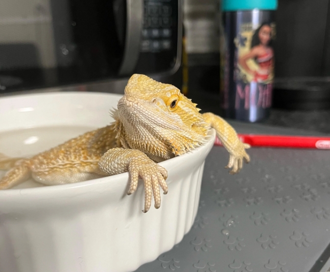 Bearded Dragons Bath
