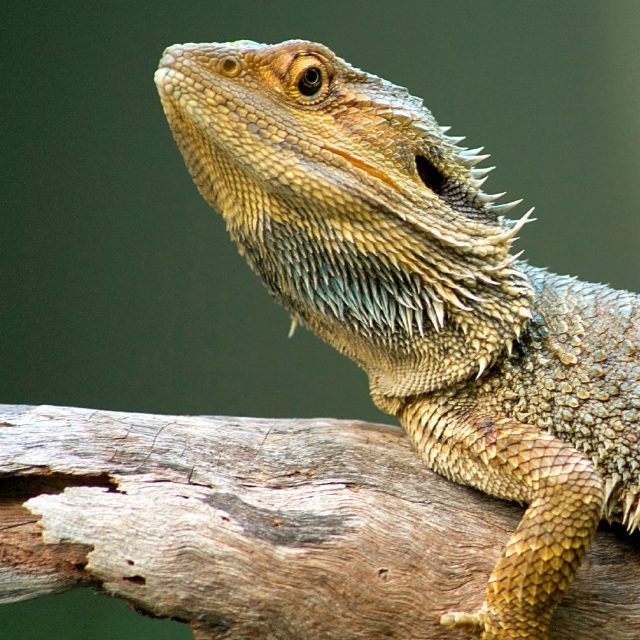 bearded dragon