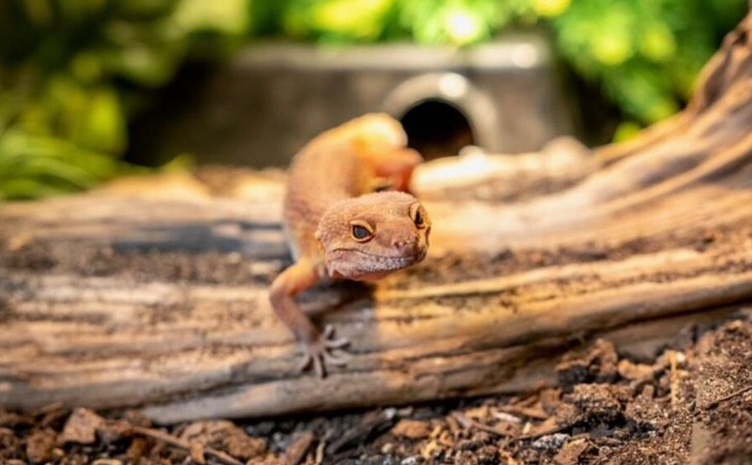 leopard gecko